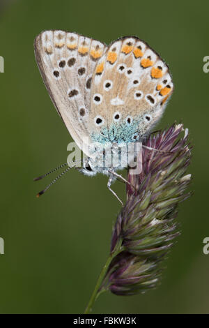 Adonis Blue (Polyommatus Bellargus) ruht auf einem Grassamen Stockfoto