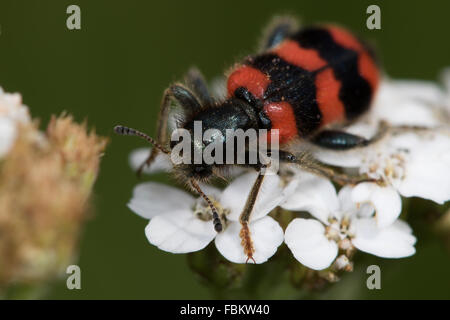 Trichodes Alvearius (karierte Käfer) auf Blüten der Schafgarbe (Achillea Millefolium) Stockfoto