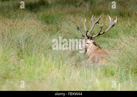 Red Deer Hirsch lange Gras Stockfoto