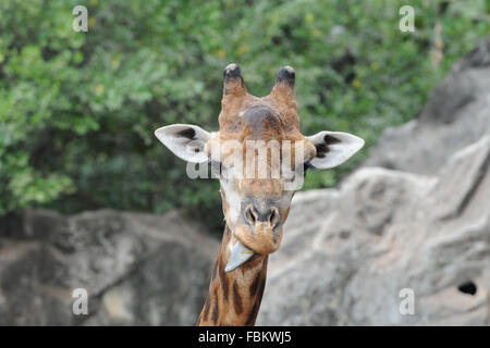 Bangkok. 18. Januar 2016. Foto aufgenommen am 18. Januar 2016 zeigt eine Giraffe im Dusit Zoo in Bangkok, Thailand. Bildnachweis: Rachen Sageamsak/Xinhua/Alamy Live-Nachrichten Stockfoto