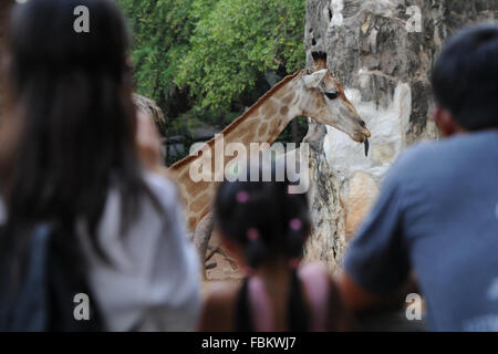 Bangkok, Thailand. 18. Januar 2016. Thais sehen eine Giraffe im Dusit Zoo in Bangkok, Thailand, 18. Januar 2016. Bildnachweis: Rachen Sageamsak/Xinhua/Alamy Live-Nachrichten Stockfoto