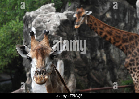 Bangkok. 18. Januar 2016. Foto aufgenommen am 18. Januar 2016 zeigt Giraffen im Dusit Zoo in Bangkok, Thailand. Bildnachweis: Rachen Sageamsak/Xinhua/Alamy Live-Nachrichten Stockfoto