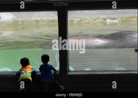 Bangkok, Thailand. 18. Januar 2016. Kinder sehen ein Nilpferd im Dusit Zoo in Bangkok, Thailand, 18. Januar 2016. Bildnachweis: Rachen Sageamsak/Xinhua/Alamy Live-Nachrichten Stockfoto