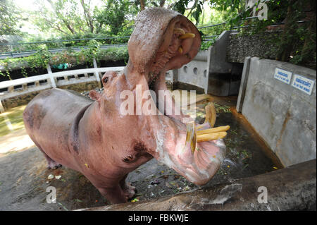 Bangkok. 18. Januar 2016. Foto aufgenommen am 18. Januar 2016 zeigt ein Nilpferd im Dusit Zoo in Bangkok, Thailand. Bildnachweis: Rachen Sageamsak/Xinhua/Alamy Live-Nachrichten Stockfoto