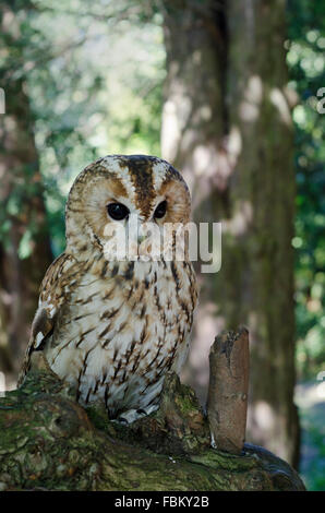 Tawny Eule auf Baum Stockfoto