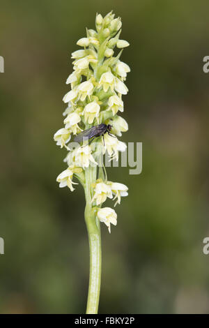 Kleine weiße Orchidee (Pseudorchis Albida) Blume, die von einer Fliege besucht Stockfoto