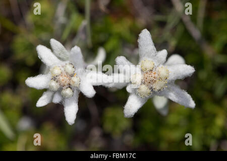 Edelweiß (Leontopodium Alpinum) Blumen Stockfoto