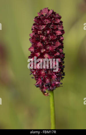 Große Blume Burnet (Sanguisorba Officinalis) Stockfoto