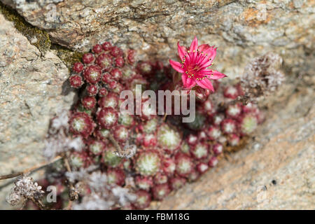 Cobweb Hauswurz (Sempervivum Arachnoideum) Blume in einer Felsspalte Stockfoto