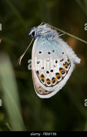 Idas blau (Plebejus Idas) ruht auf der Unterseite von einem Rasen-Stiel Stockfoto