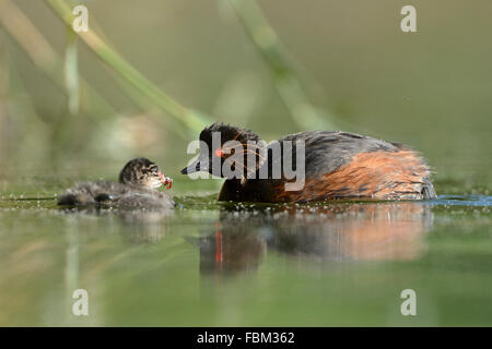 Schwarzhalstaucher / Eared Haubentaucher (Podiceps Nigricollis) seine Küken mit Mückenlarven, Wildtiere zu füttern. Stockfoto