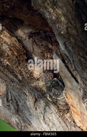 Kleine Eule / Minervas Eule / Steinkauz (Athene Noctua) versteckt sich in einem alten gebrochenen Baum, Tierwelt, Deutschland. Stockfoto