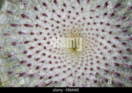 Nahaufnahme von einem Blütenstand Woolly Thistle (Cirsium Wollgras) Stockfoto