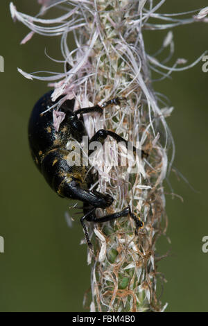 Kiefer-Rüsselkäfer (Hylobius Abietis) Stockfoto