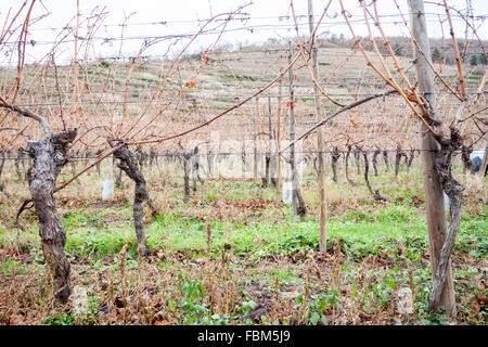 Weingut Bürger im Herbst. Kaysersberg, Elsass. Frankreich Stockfoto