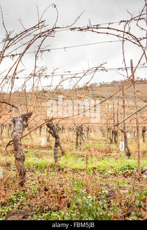 Weingut Bürger im Herbst. Kaysersberg, Elsass. Frankreich Stockfoto