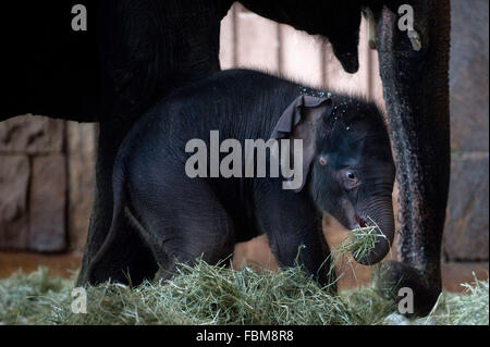 Berlin, Deutschland. 18. Januar 2016. Der Baby-Elefant, geboren am Neujahrstag am Morgen, zwischen den Beinen der Mitglieder seiner Familie in den Tierpark (Tierpark) in Berlin, Deutschland, 18. Januar 2016 stehen. Heute Morgen wurde der asiatische Elefant der Name Edgar gegeben. Foto: Klaus-Dietmar Gabbert/Dpa/Alamy Live News Stockfoto