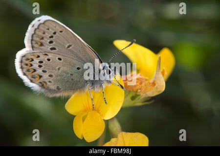 Idas blau (Plebejus Idas) ruht auf einem Kleeblatt Blume Stockfoto