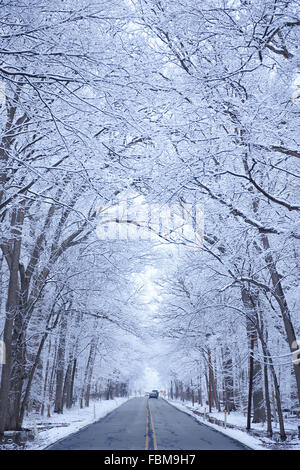 Straße mit schneebedeckten Bäumen gesäumt Stockfoto