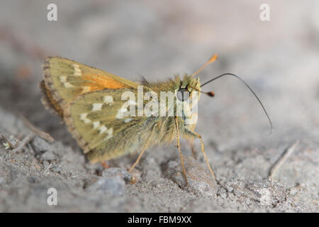 Silber-spotted Skipper (Hesperia Komma) Aufsaugen von Mineralien aus einer feuchten Spur Stockfoto