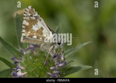 Großen ergrauten Skipper (Pyrgus Alveus) Schmetterling Stockfoto