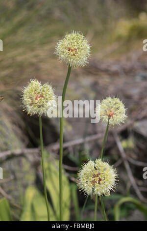 Allium Victorialis (Alpine Lauch oder Sieg Zwiebel) Blumen Stockfoto