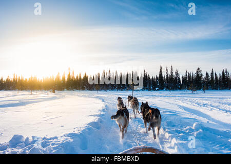 Hundeschlitten am Morgen, Lappland, Finnland Stockfoto