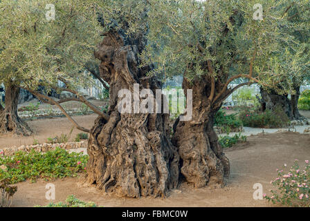 Olivenbäume (Olea Europaea) im Garten Getsemani am Ölberg, Jerusalem, Israel Stockfoto