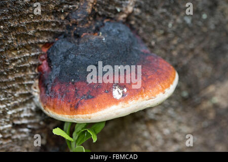Red-belted Halterung Pilz (Fomitopsis Pinicola) Stockfoto