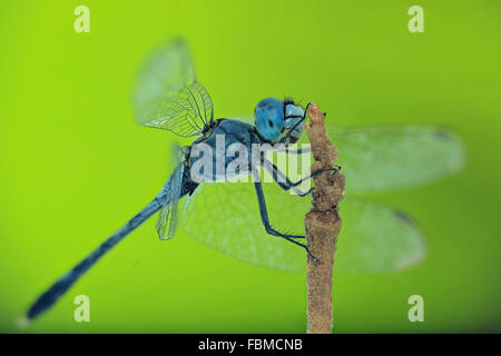 Libelle thront auf einem Zweig, Jember, Ost-Java, Indonesien Stockfoto