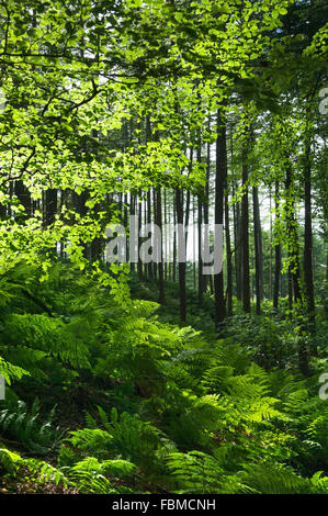 Wald im Tyrebagger Forest Walk - in der Nähe von Aberdeen, Schottland, Vereinigtes Königreich. Stockfoto