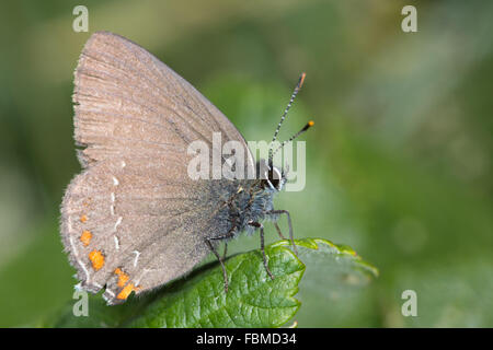 Ilex-Zipfelfalter (Satyrium Ilicis) Schmetterling ruht auf einem Blatt Stockfoto