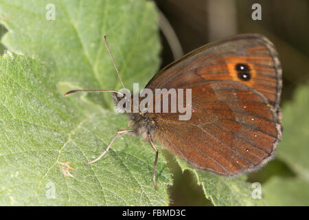 Scotch Argus (Erebia Aethiops) ruht auf einem Blatt Stockfoto