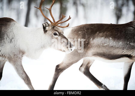 Zwei Rentiere, Lappland, Finnland Stockfoto