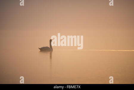 Schwan auf einem See im Morgen, Salzburg, Schweiz Stockfoto