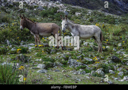 Zwei Esel, grau und braun, stehen am Berghang. Santa Cruze Track, Peru Stockfoto