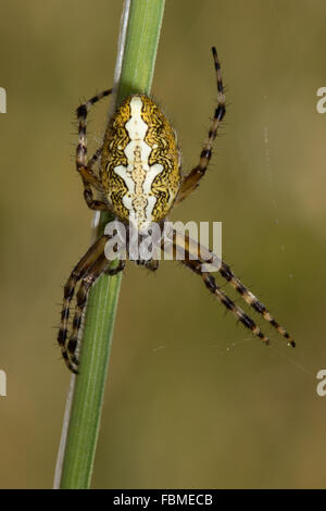 weibliche Eiche Spider (Aculepeira Ceropegia) Stockfoto