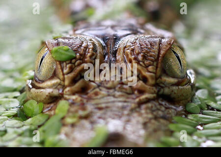 Nahaufnahme eines Krokodils Augen Stockfoto