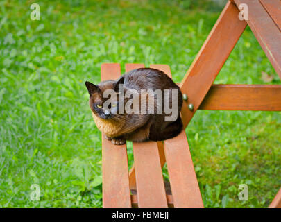 Ältere braun birmanischen weibliche Katze auf einer Gartenbank in Irland. Stockfoto