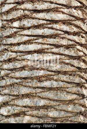 Palm-Baumrinde für Textur oder Hintergrund Stockfoto