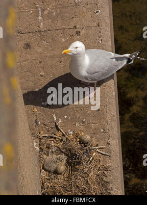 Silbermöwe mit Nest, Eiern und Küken auf einer Betonbrücke. Stockfoto