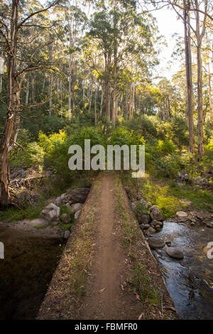 Die Basis der epischen Spazier-und Radwege Track genannt Delatite River Trail in der Nähe von Mirimbah, Mt Buller in Victoria, Australien Stockfoto