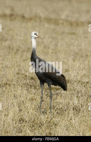 Juvenile Hooded Kran Grus monacha Stockfoto