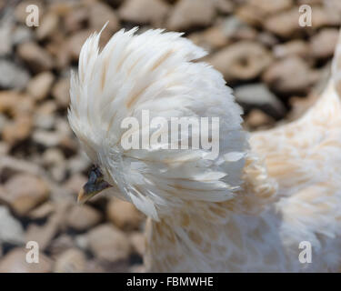 Polnische Huhn Stockfoto