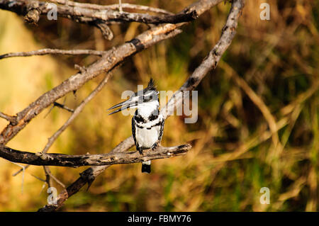 Pied Kingfisher ruht auf einem Ast Stockfoto