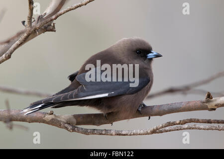 Altrosa Woodswallow (Artamus Cyanopterus) thront auf einem Ast Stockfoto