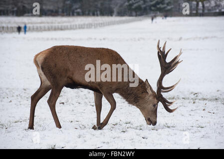 Rotwild-Hirsch im Schnee Stockfoto