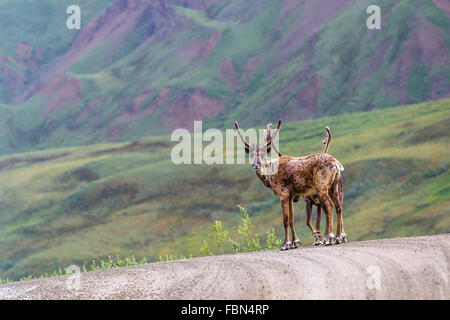 Ein Karibu von Denali Road, Denali National Park, Alaska, Vereinigte Staaten von Amerika. Stockfoto