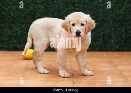 Ein golden Retriever Welpe zu Hause entspannen Stockfoto