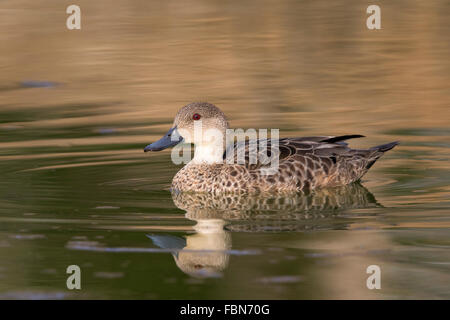 Graue Krickente (Anas Gracilis) Schwimmen im Teich Stockfoto